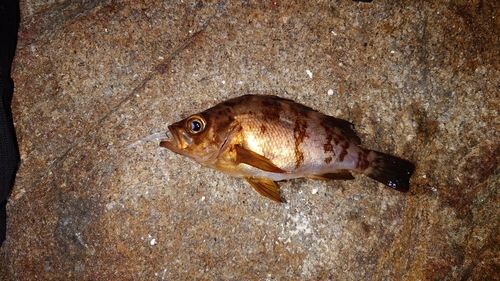 メバルの釣果