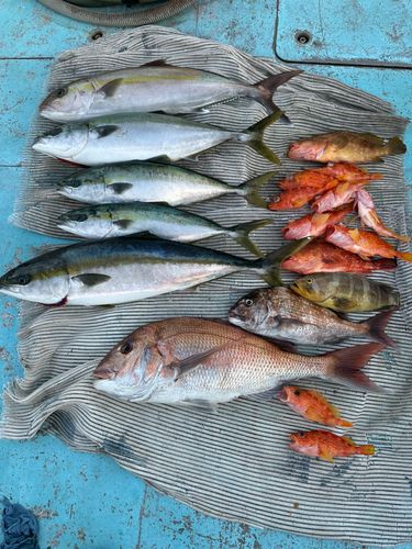 カンパチの釣果
