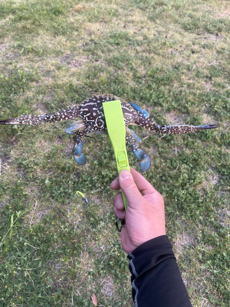 タイワンガザミ