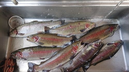 ホウライマスの釣果