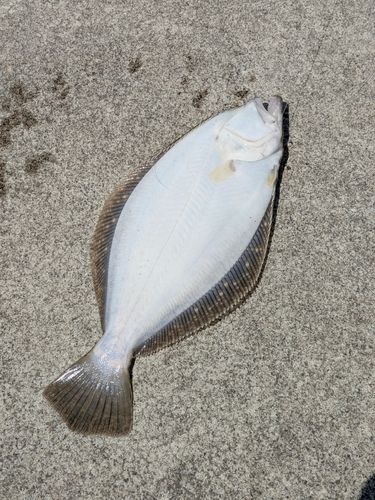 ヒラメの釣果