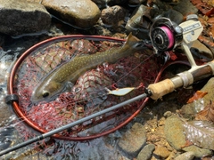 イワナの釣果