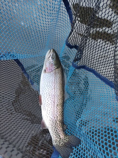 ニジマスの釣果