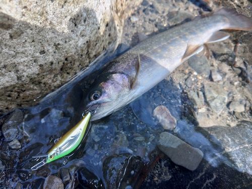 イワナの釣果