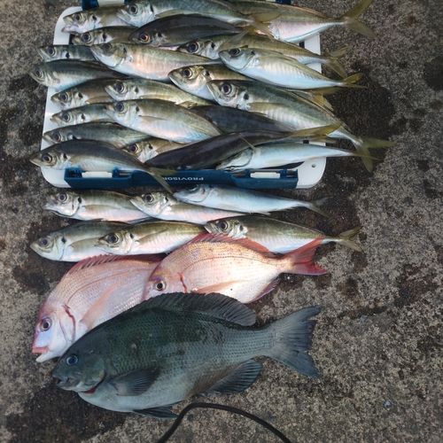 グレの釣果
