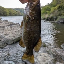 スモールマウスバス