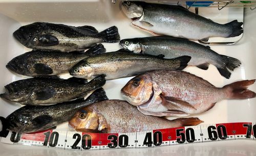 トラウトサーモンの釣果