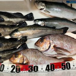 トラウトサーモン