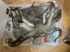 タコの釣果