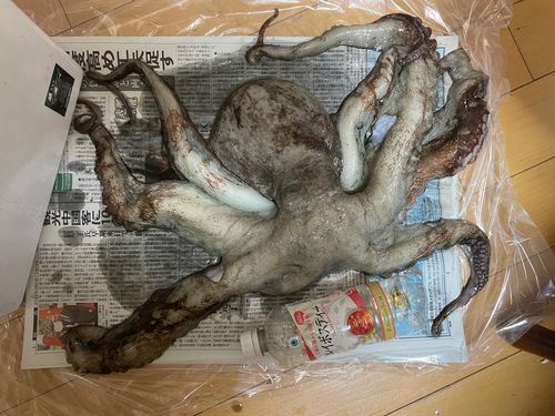 タコの釣果