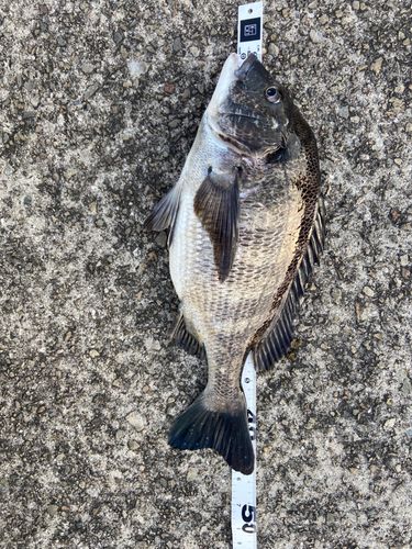 クロダイの釣果