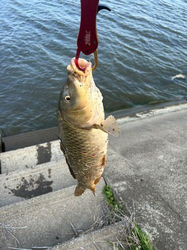 ニゴイの釣果