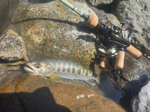 アマゴの釣果
