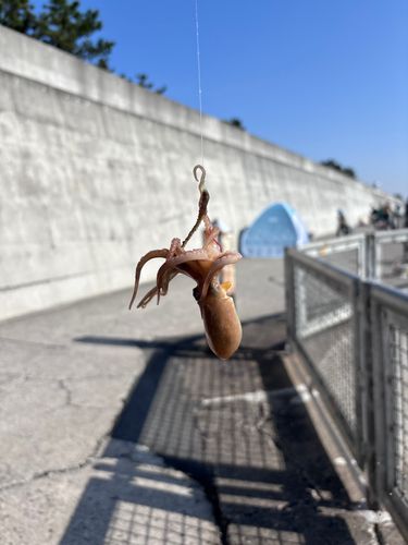 マダコの釣果