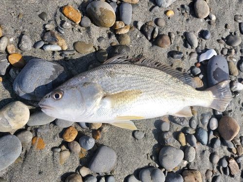 イシモチの釣果