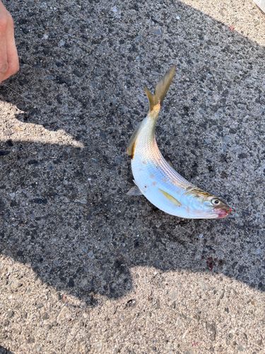 コノシロの釣果