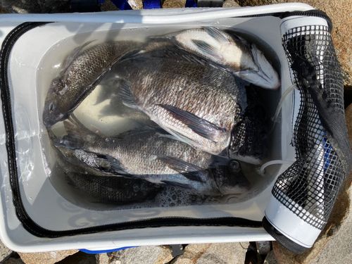チヌの釣果