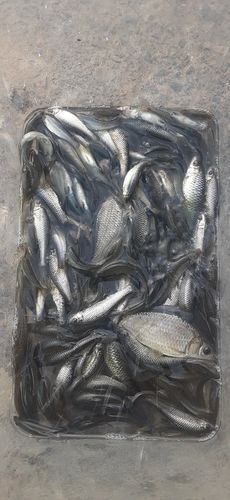 クチボソの釣果