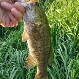 スモールマウスバス