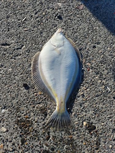 マガレイの釣果