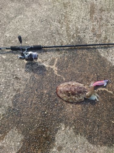 ハリイカの釣果