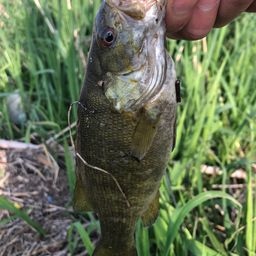 スモールマウスバス