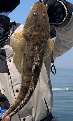 マゴチの釣果