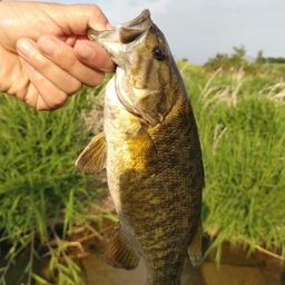 スモールマウスバス