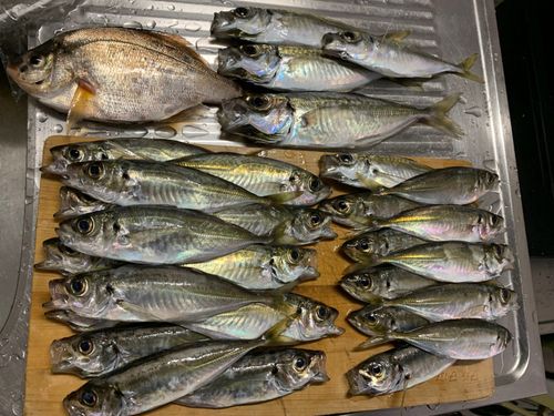 アジの釣果