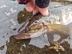 ホッケの釣果
