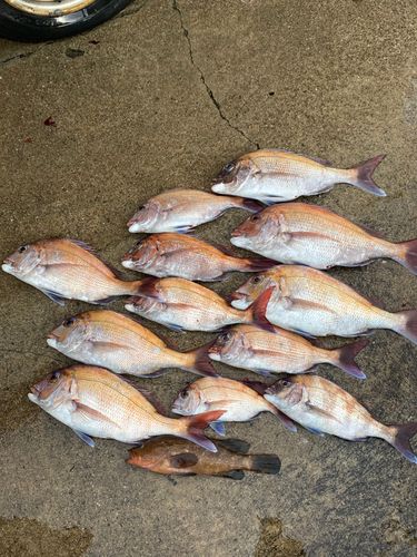 タイの釣果