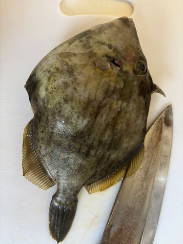 カワハギの釣果