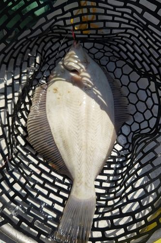 マコガレイの釣果