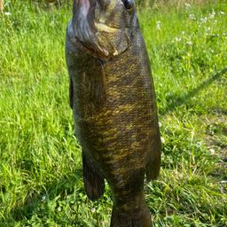 スモールマウスバス