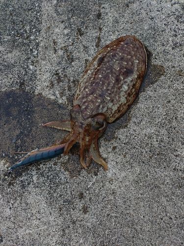 コウイカの釣果