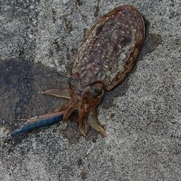 コウイカ