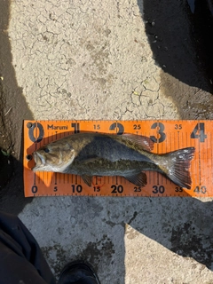 スモールマウスバスの釣果