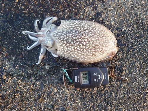 シリヤケイカの釣果