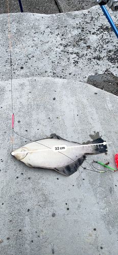 クロガシラガレイの釣果