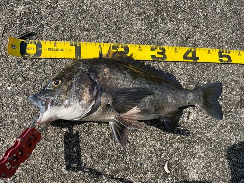 チヌの釣果