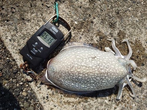 シリヤケイカの釣果