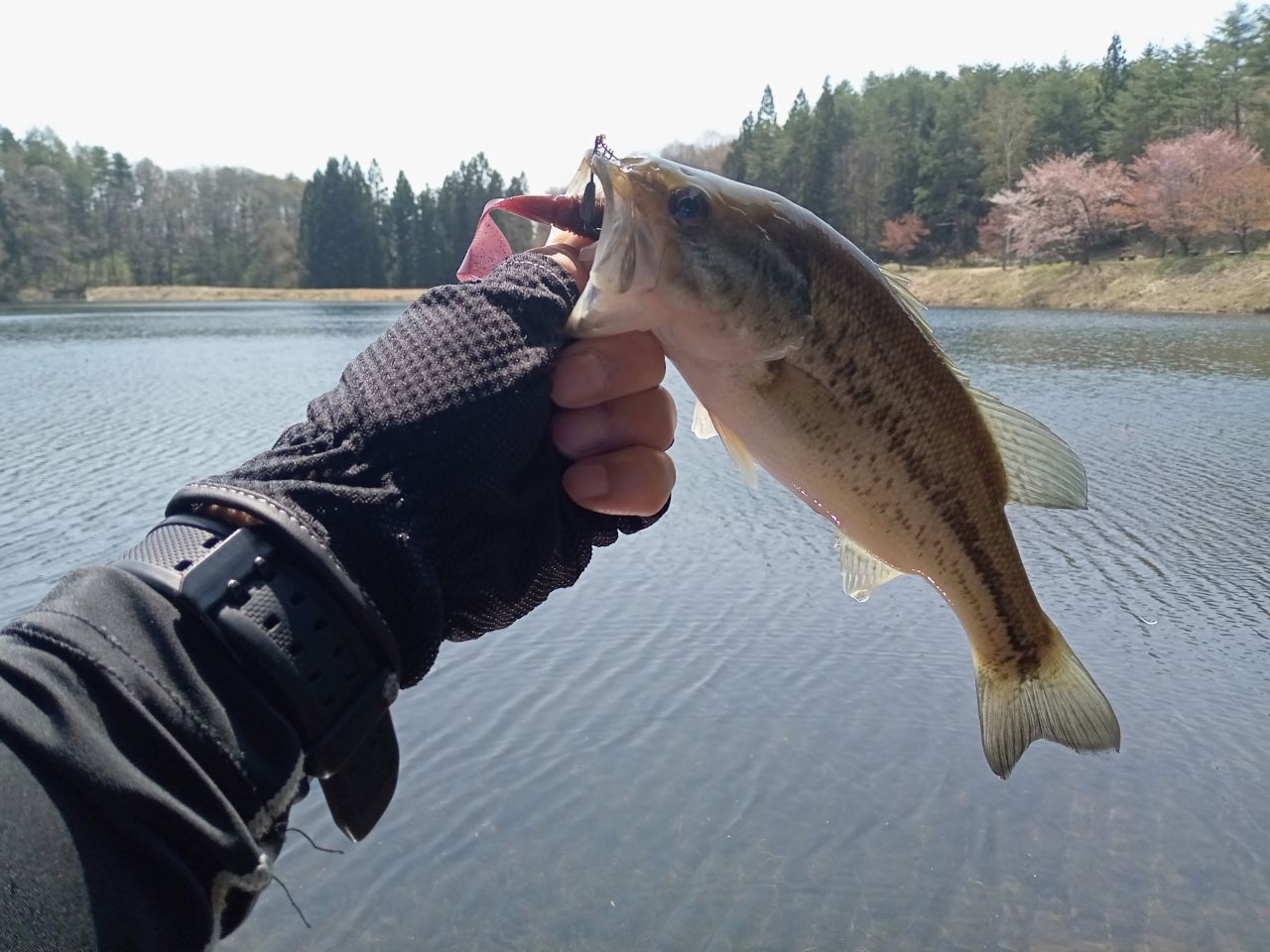 ラージマウスバス