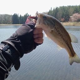 ラージマウスバス