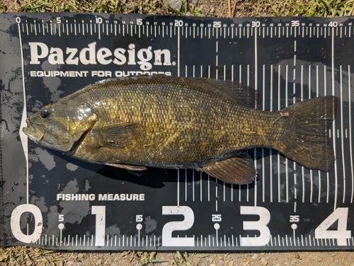 スモールマウスバスの釣果