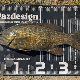 スモールマウスバス