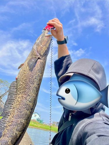 ライギョの釣果