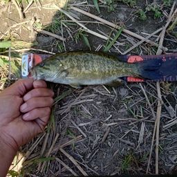 スモールマウスバス