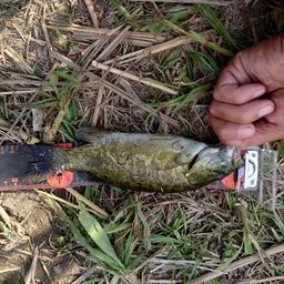 スモールマウスバス