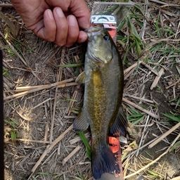 スモールマウスバス