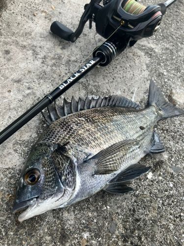 クロダイの釣果